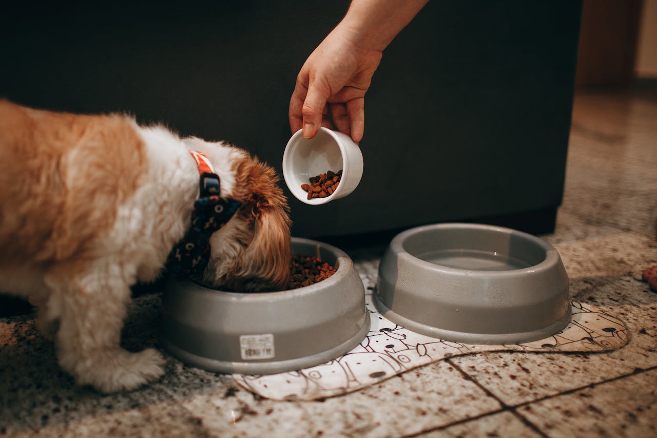 Feeding & Water Supplies